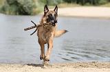 MALINOIS 476